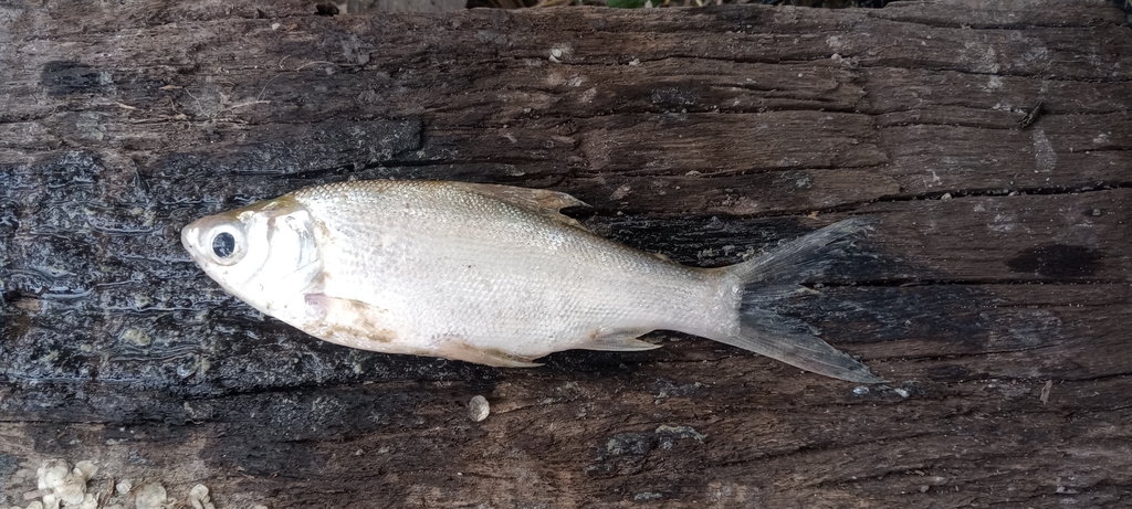 Tiny scale barb (Thynnichthys thynnoides)