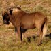Black Wildebeest - Photo (c) Douglas J. Long, some rights reserved (CC BY-NC), uploaded by Douglas J. Long