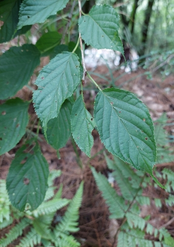 Prunus transarisanensis, photograph 6