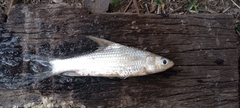 Soldier River Barb photo 1