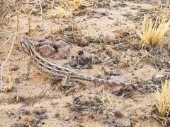 Horny-Scaled Agama photo 3