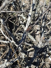 Platypedia australis