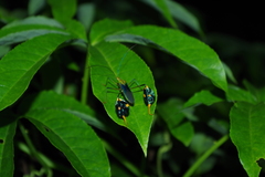 Diactor bilineatus