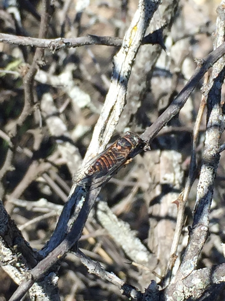 Platypedia australis