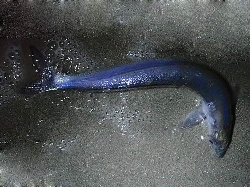 California grunion (Leuresthes tenuis) — Atherinopsidae