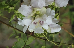 Prostanthera striatiflora