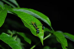 Diactor bilineatus
