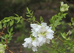 Prostanthera striatiflora
