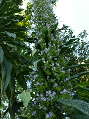 Echium pininana