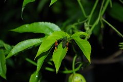 Anisoscelis foliaceus