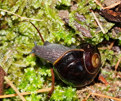 Victaphanta compacta