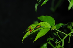 Anisoscelis foliaceus