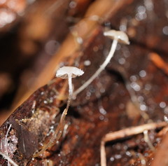 Mycena albidocapillaris