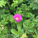 Rugosa Rose - Photo (c) mthester, some rights reserved (CC BY-NC), uploaded by mthester