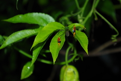 Anisoscelis foliaceus