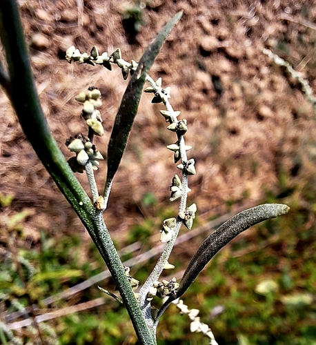 Image of Atriplex oblongifolia by (c) Marek Hrušovský, some rights reserved (CC BY)