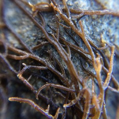 Gracilaria chilensis
