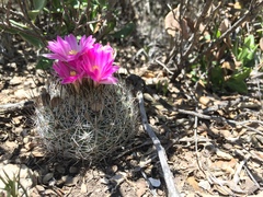 Rapicactus beguinii
