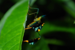 Diactor bilineatus