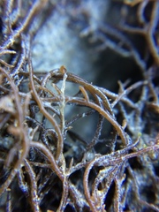 Gracilaria chilensis