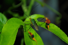 Anisoscelis foliaceus