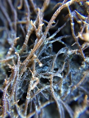 Gracilaria chilensis