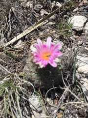 Rapicactus beguinii