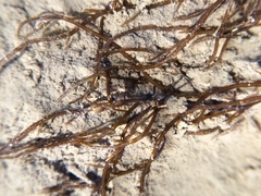 Gracilaria chilensis