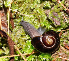 Victaphanta compacta