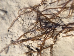 Gracilaria chilensis