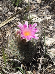 Rapicactus beguinii