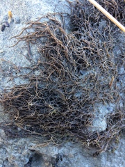Gracilaria chilensis