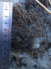 Gracilaria chilensis