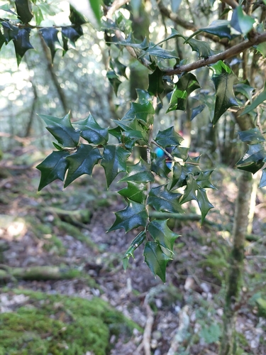 Ilex bioritsensis, photograph 6