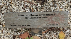 Prostanthera striatiflora