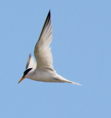 Sternula antillarum browni