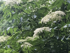 Viburnaceae
