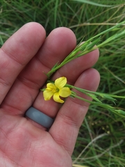 Linum sulcatum