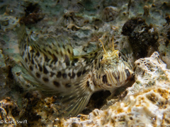 Tattoo-Chin Rockskipper photo 5
