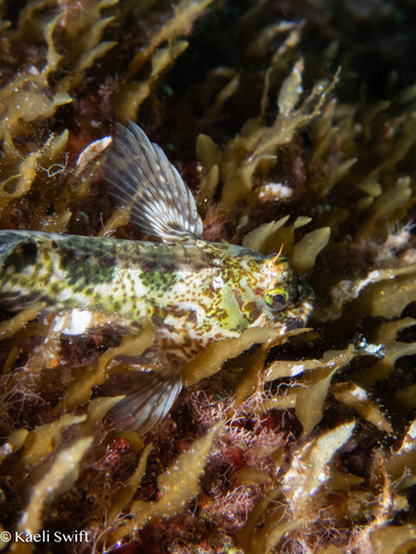 Entomacrodus niuafoouensis observed 2024-08-31
