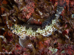 Tattoo-Chin Rockskipper photo 3