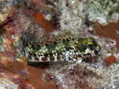 Tattoo-Chin Rockskipper photo 1