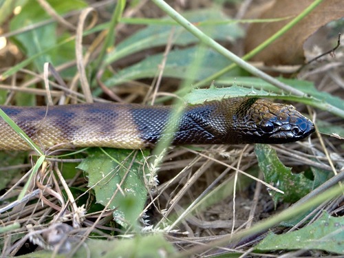 Black-headed Python sighting