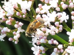 Eristalis abusiva