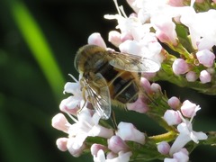 Eristalis abusiva