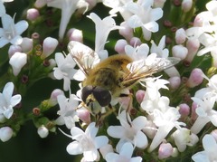 Eristalis abusiva