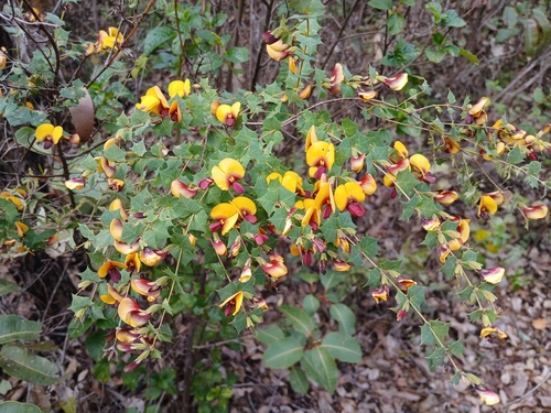 Image of Bossiaea aquifolium by (c) Leon Perrie, some rights reserved (CC BY)