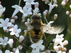 Eristalis abusiva
