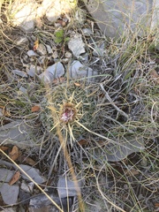 Echinofossulocactus lloydii