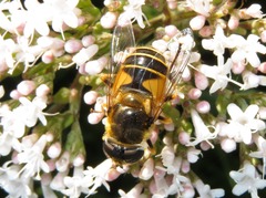 Eristalis horticola